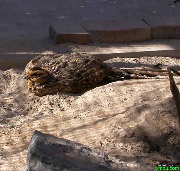 鸟类洗澡花样多