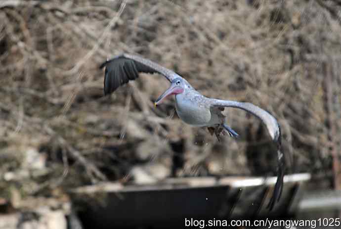 飞(鹈鹕)1 飞(鹈鹕)1