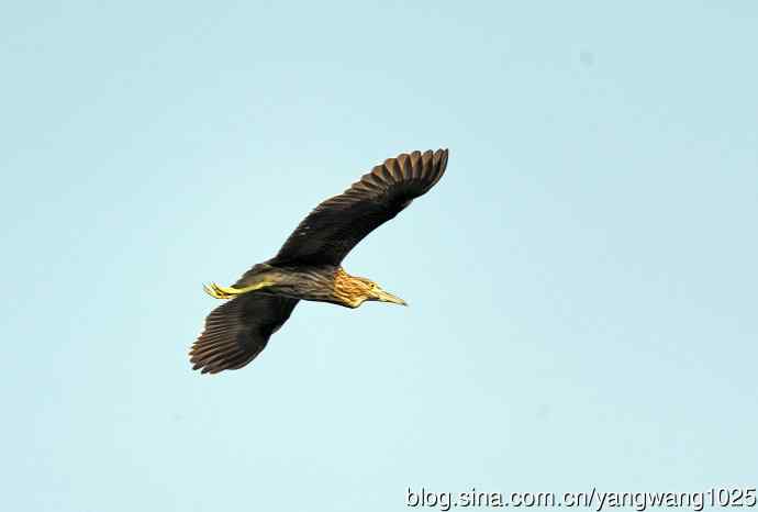 飞(夜鹭)72 飞(夜鹭)72