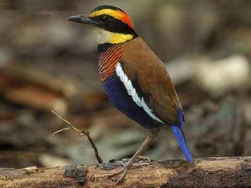 美丽无罪：雀鸟之八色鸫