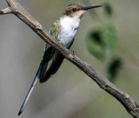 鸟类之最:角蜂鸟 鸟类之最:角蜂鸟