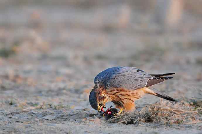野鸭湖凶悍的灰背隼