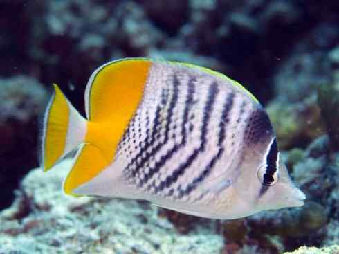 鱼类活化石:澳洲肺鱼 鱼类活化石:澳洲肺鱼