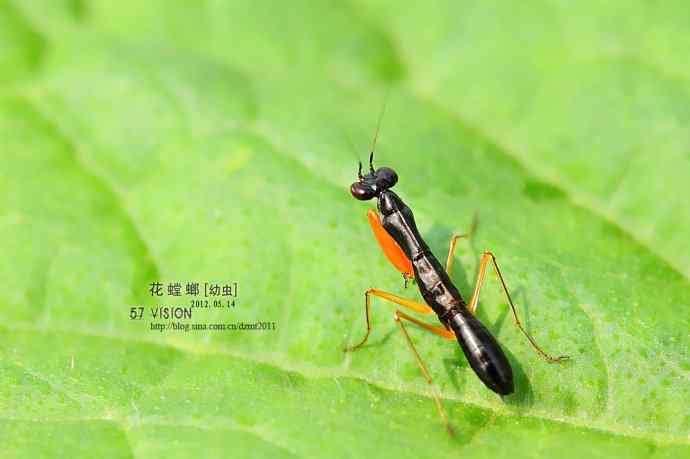 虫虫世界鈥斺敾耄ㄓ壮妫