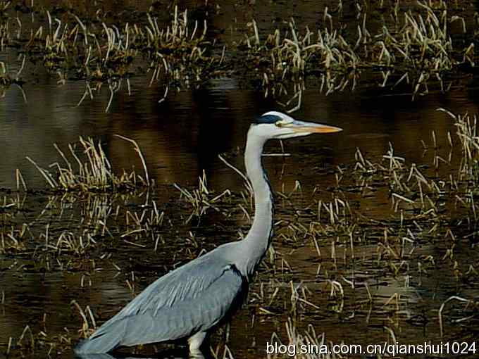 苍鹭抓鱼记(十渡) 苍鹭抓鱼记(十渡)
