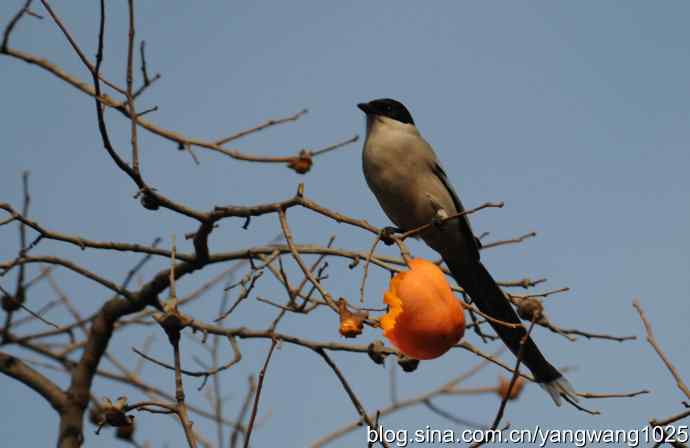 谁爱吃柿子？（喜鹊）