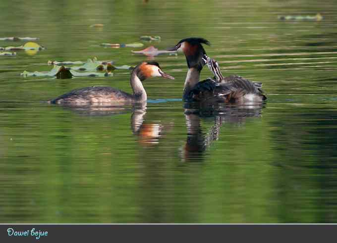绿意倒映中的pt家园