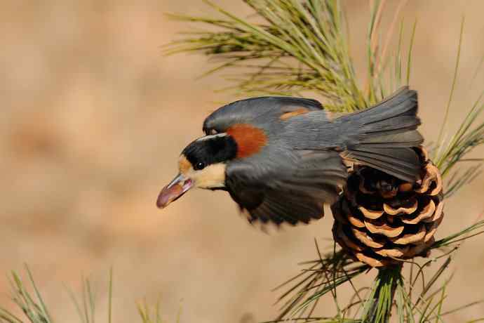 【新鸟】稻香湖的杂色山雀