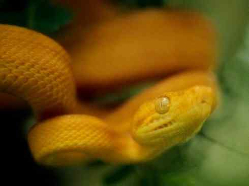 龙：传说的兽原型探秘（树蚺类）