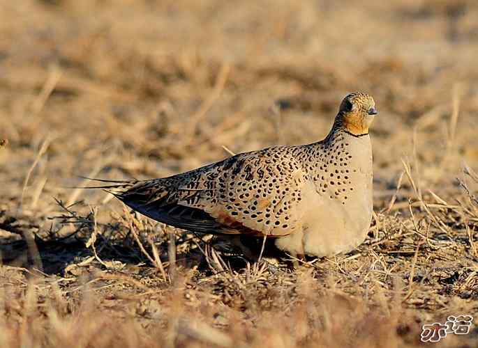 官厅水库&nbsp;wbr路&nbsp;wbr毛腿沙鸡和雉鸡