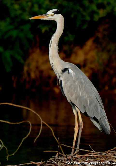 一只漂亮的苍鹭(稻香湖)