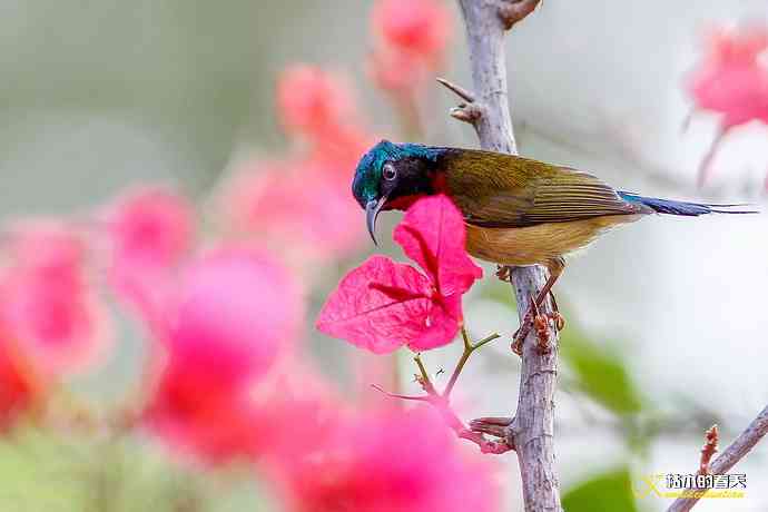 我的“太阳”——厦门拍“叉尾太阳鸟”