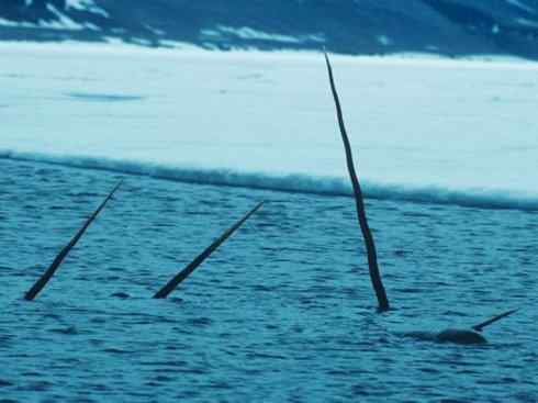 独角兽：传说的兽原型探秘（独角鲸）