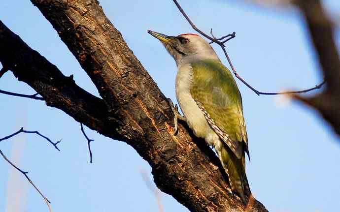 北京植物园赏鸟（十六），灰头绿啄木鸟（组图）