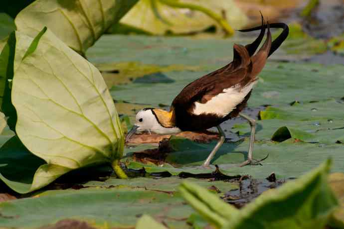 金领仙风.水凤凰 金领仙风.水凤凰