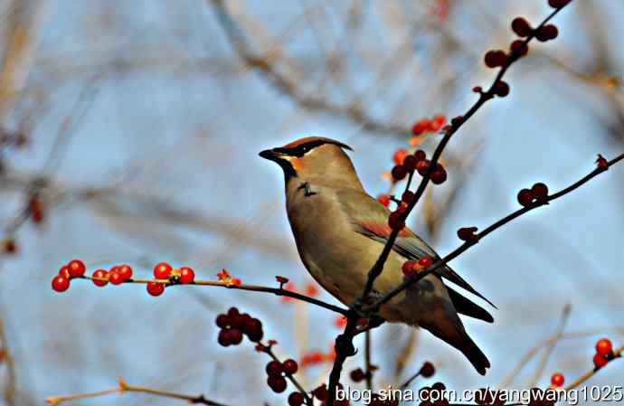 北京动物园的鸟类——太平鸟（抓拍）1