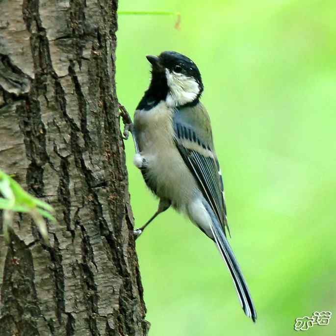 圆明园&nbsp;wbr路&nbsp;wbr大山雀