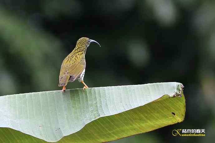 记录鈥溛票巢吨肽疋 记录鈥溛票巢吨肽疋