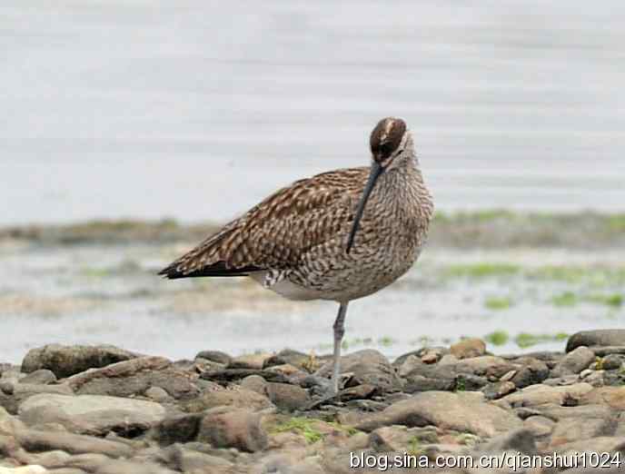 湿地观鸟.中杓鹬