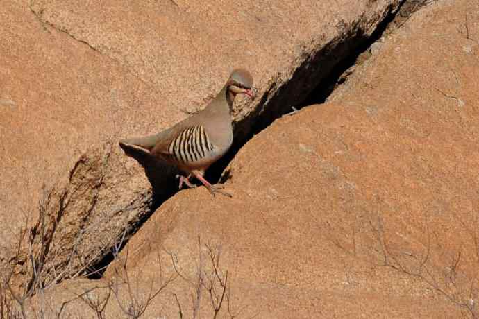 山岩上的石鸡★ 山岩上的石鸡★