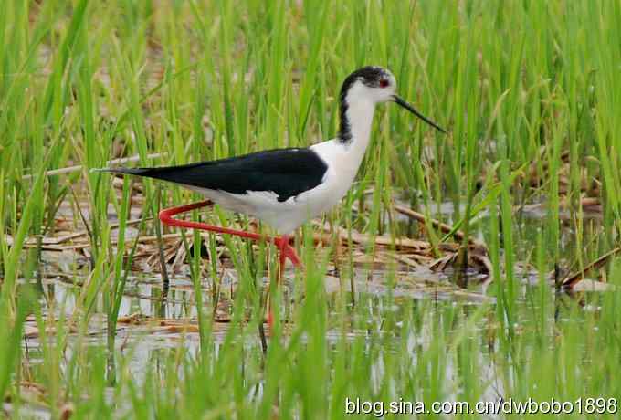 纤纤美鹬令bobo倾倒
