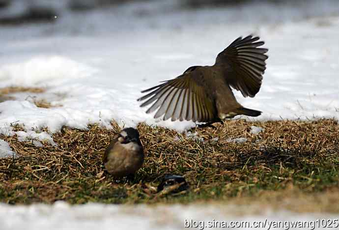 白头鹎（尘封版）