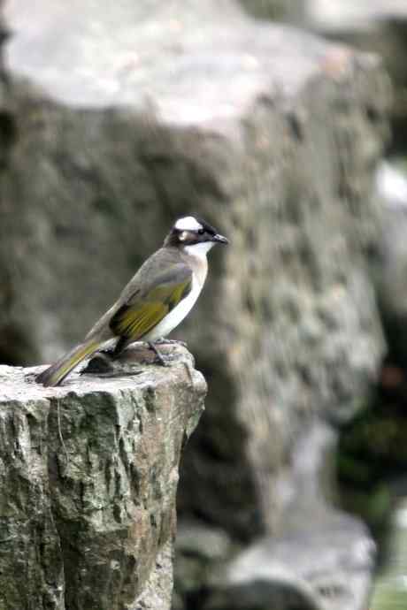 摄鸟拾趣（一） wbr白头鹎2012.06