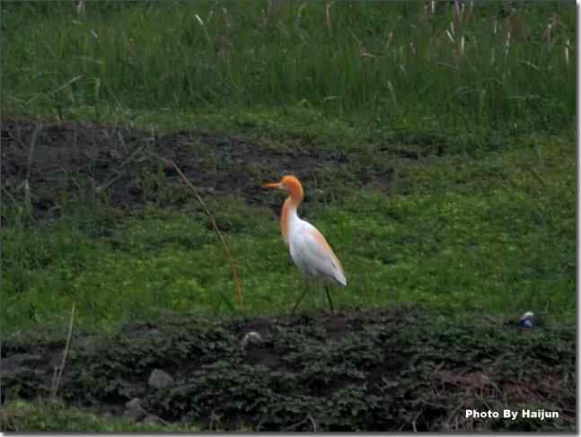  点击图片或使用键盘← →翻页
