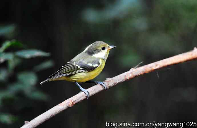 黄腹山雀（10）