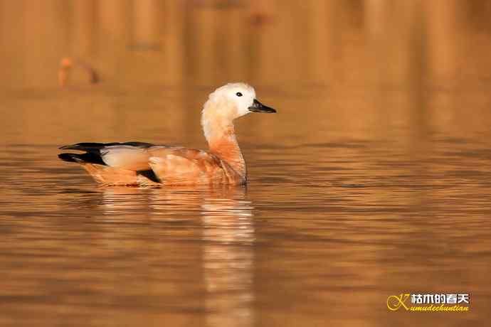 再拍鈥湷嗦檠尖