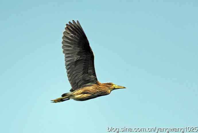 飞(夜鹭)72 飞(夜鹭)72