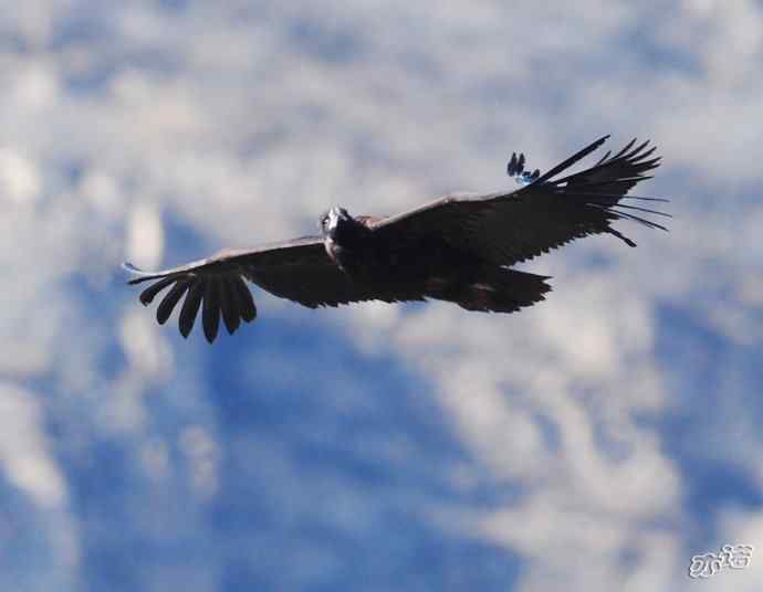 永定河峡谷拍鸟——鸦鹫之逐