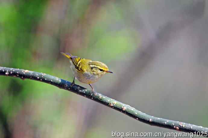 黄腰柳莺（20）