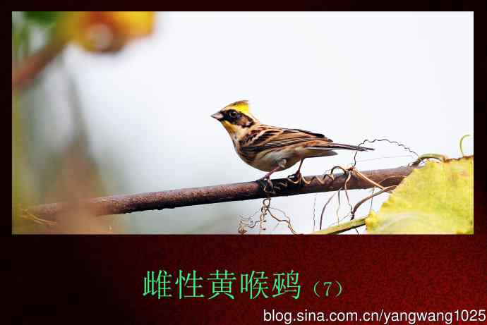 雌性黄喉鹀（7）