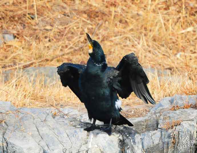 自我陶醉的鸬鹚 自我陶醉的鸬鹚