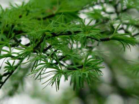 鱼类活化石:澳洲肺鱼 鱼类活化石:澳洲肺鱼