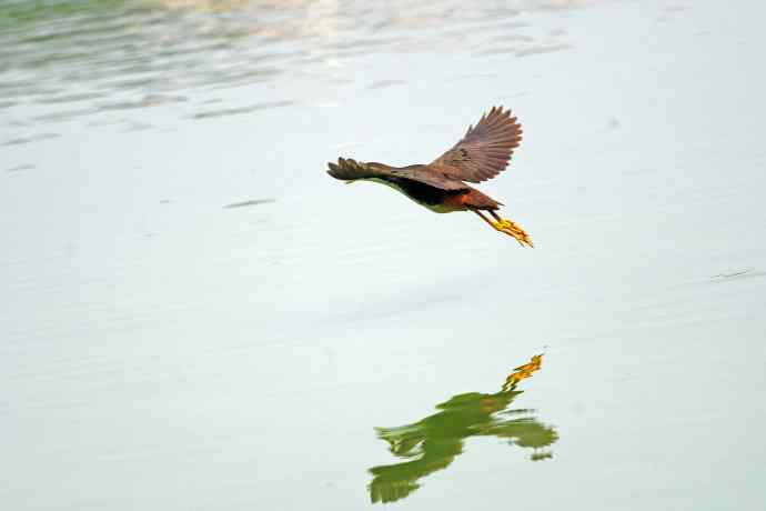 北京龙潭西湖公园的鸟类——白胸苦恶鸟（3）