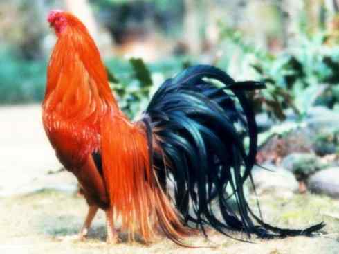 猎奇：长尾鸟雀之三（雉科孔雀、鹇属）