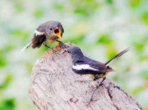 家禽驯化之源之二十五（绣眼鸟、鹊鸲四喜）