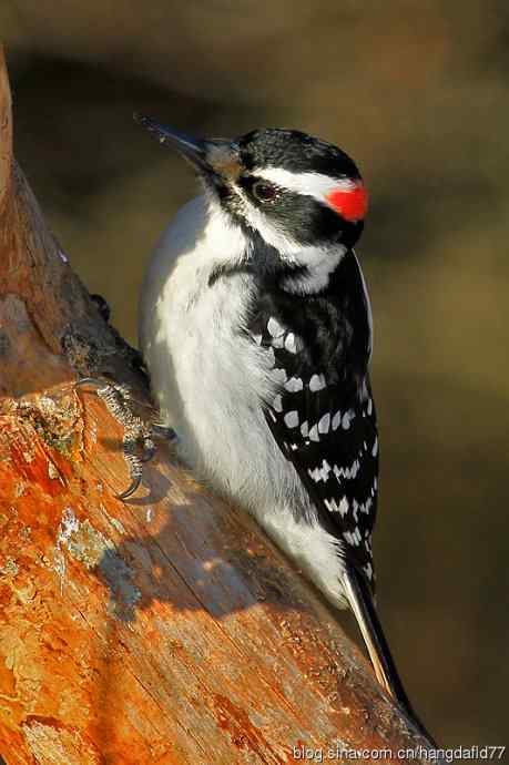 毛发啄木鸟（3）