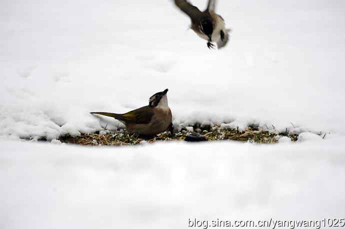 雪中的鸟儿