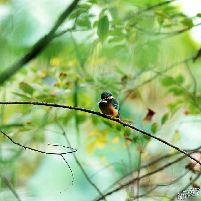 圆明园&nbsp;wbr路&nbsp;wbr林中的小翠