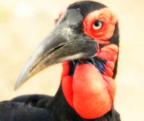 天生猎手：非猛禽类猎手之三（捕蛇高手蛇鹫、地犀鸟）