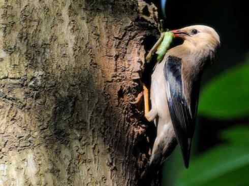 家禽驯化之源之二十三