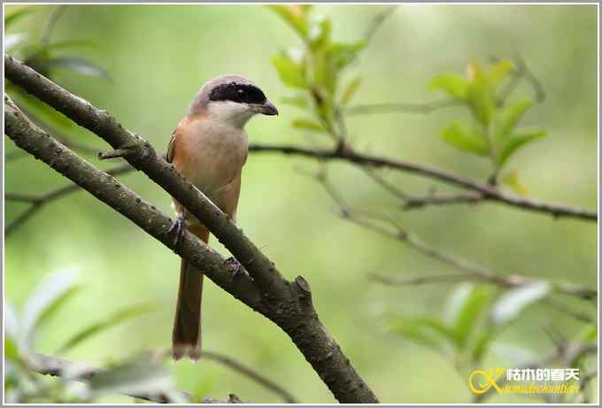 记录鈥満诹吃腽题潯菊掌