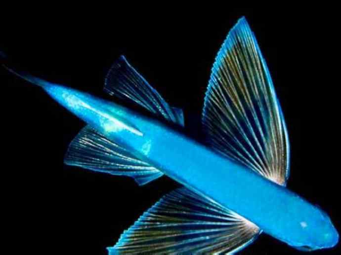鱼类活化石：齿蝶鱼