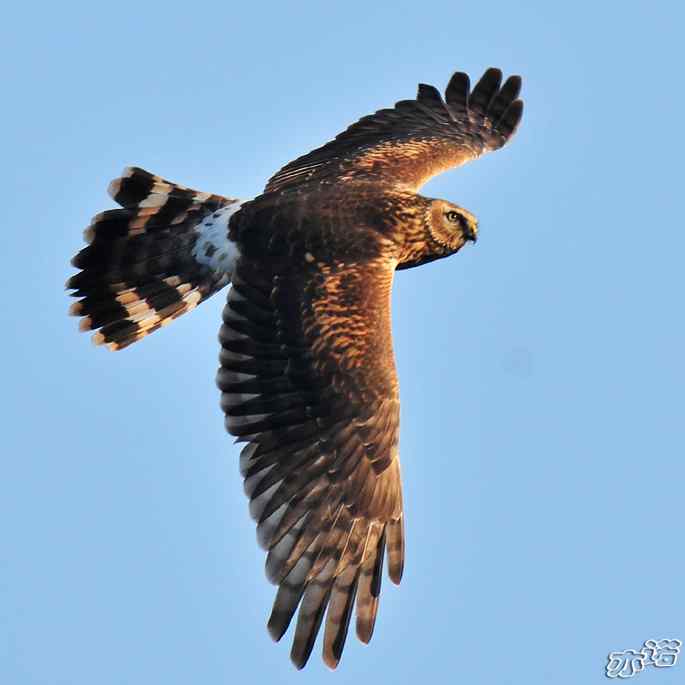 北京西山 wbr路 wbr白尾鹞 北京西山 wbr路 wbr白尾鹞
