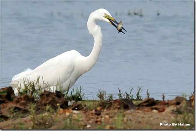  点击图片或使用键盘← →翻页