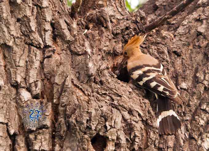 首次拍到戴胜奇观（组图，20张图片）