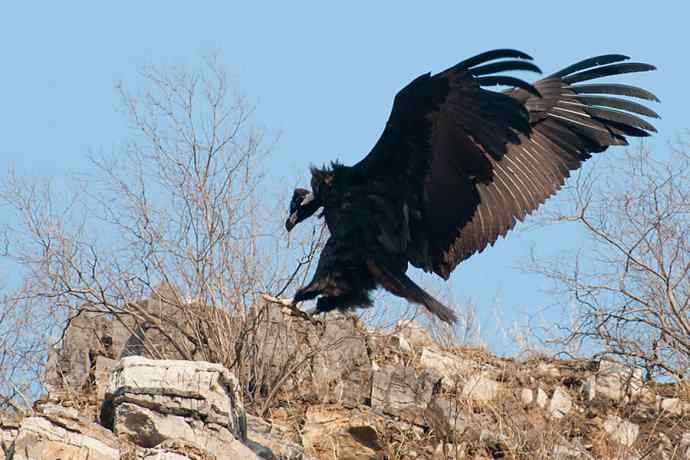 新拍座山雕☆☆ 新拍座山雕☆☆